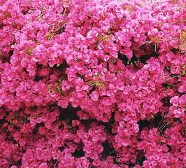 Фотопанно Divino Стена цветов (C-152)